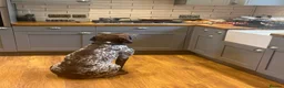 Mixed Breed dogs for sale: German pointer cross dashchund - Advert 11