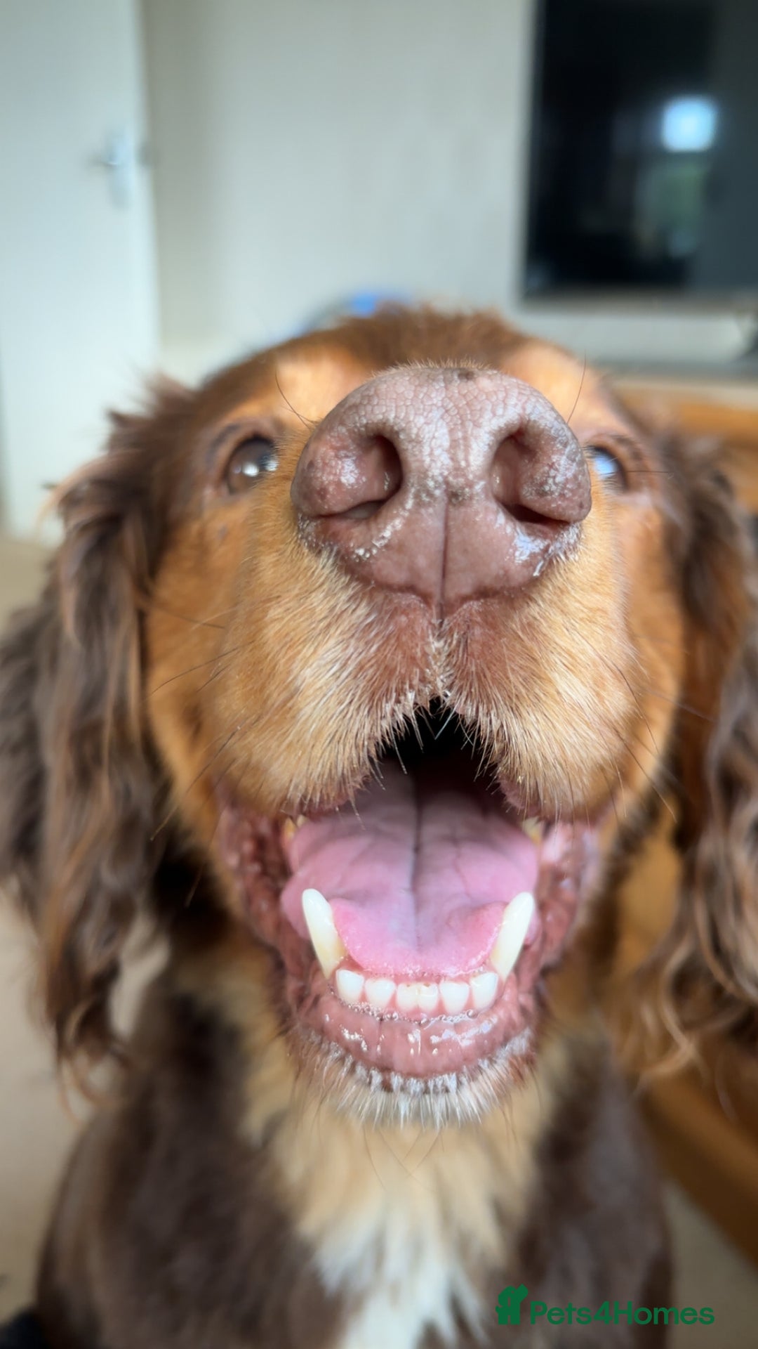 Cocker Spaniel dogs for stud: Cocker Spaniel stud  - Advert 5