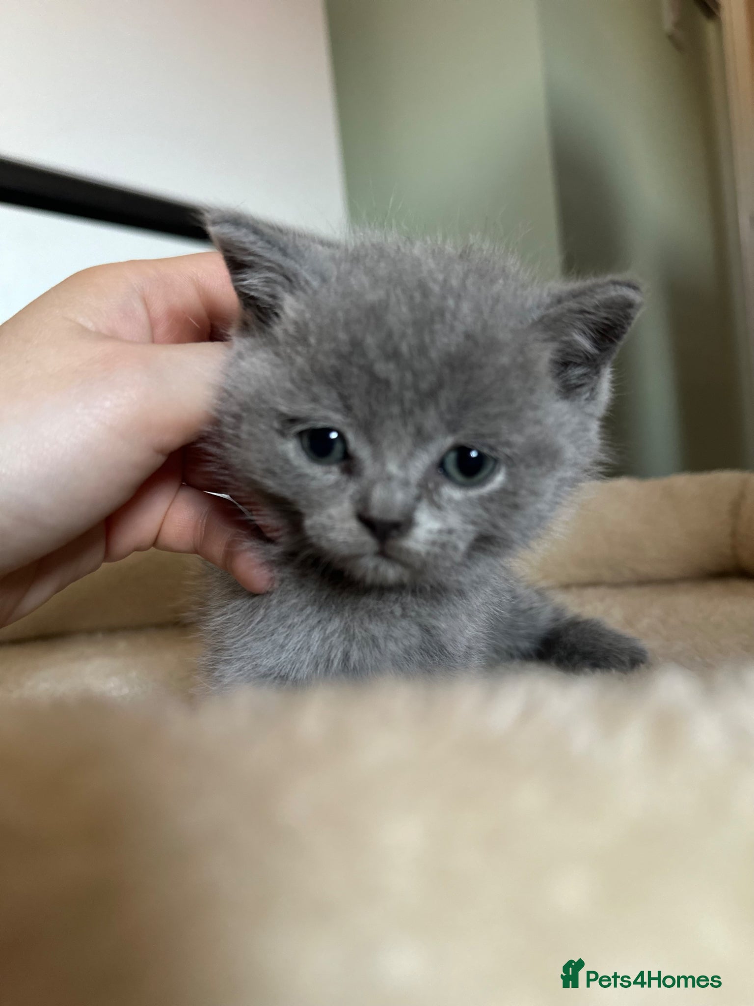 British Shorthair cats British shorthair kittens - Advert 2