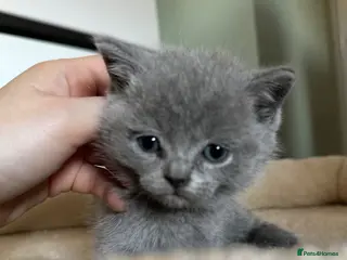 British Shorthair cats British shorthair kittens - Advert 2