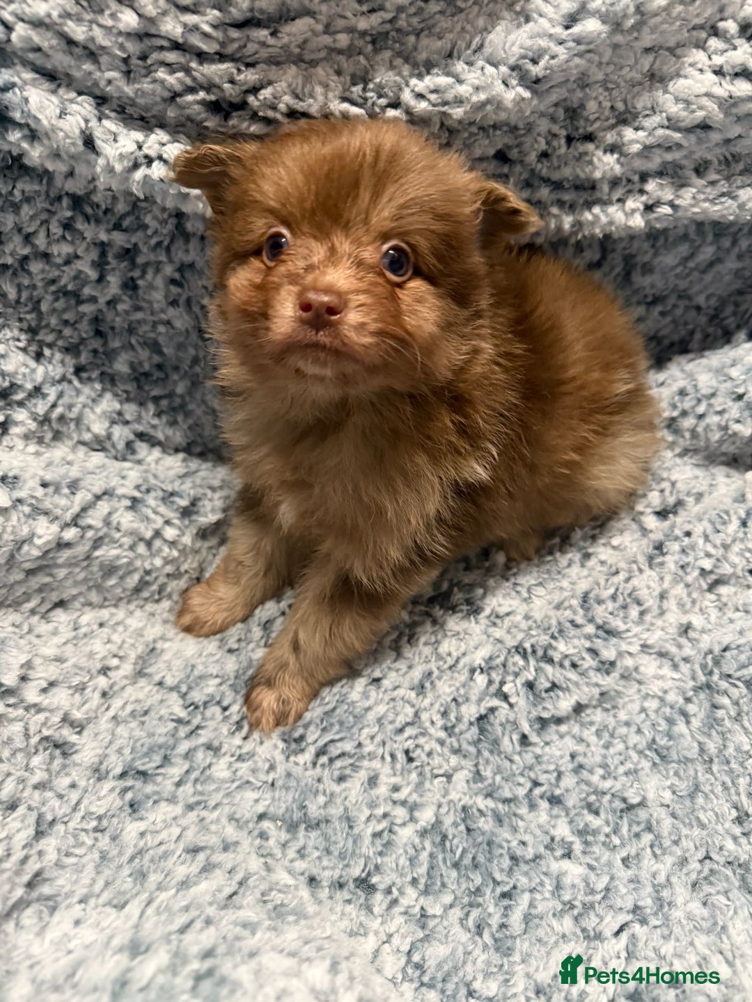 Pomeranian dogs for sale: Puppies Ready for new homes  - Advert 21