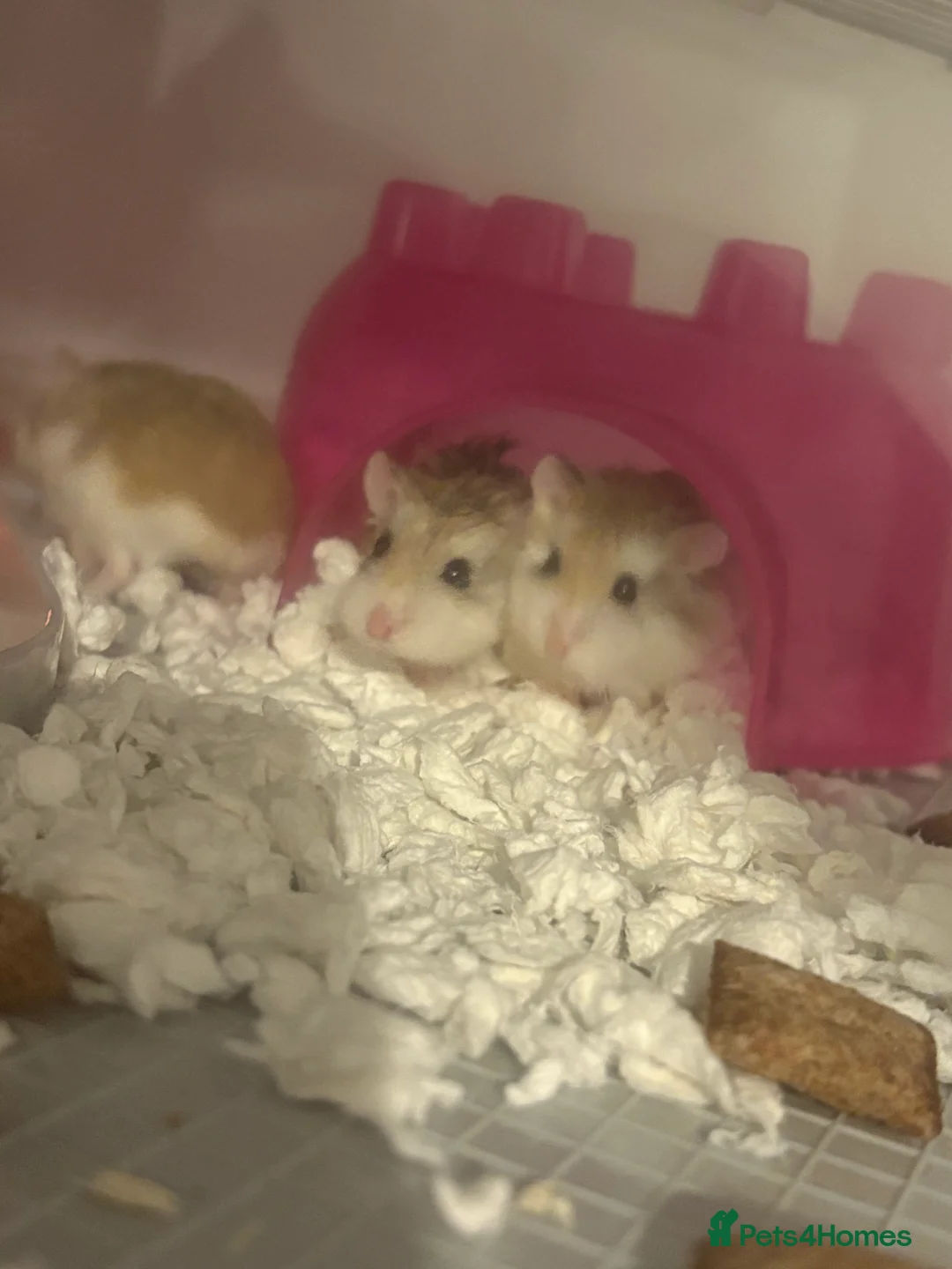 Hamster rodents for sale: Baby hamsters  in Enfield - Advert 2