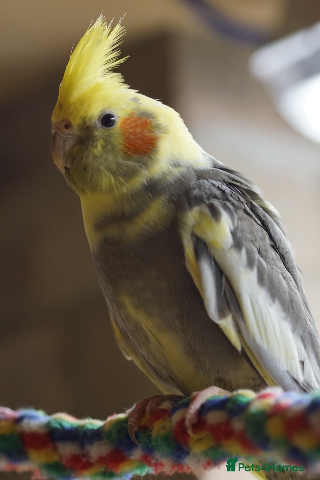 Cockatiels birds for sale: Cockatiels Mixed Genders  - Advert 33