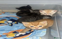 British Shorthair cats for sale: British Shorthair Cross Kittens  - Image 6