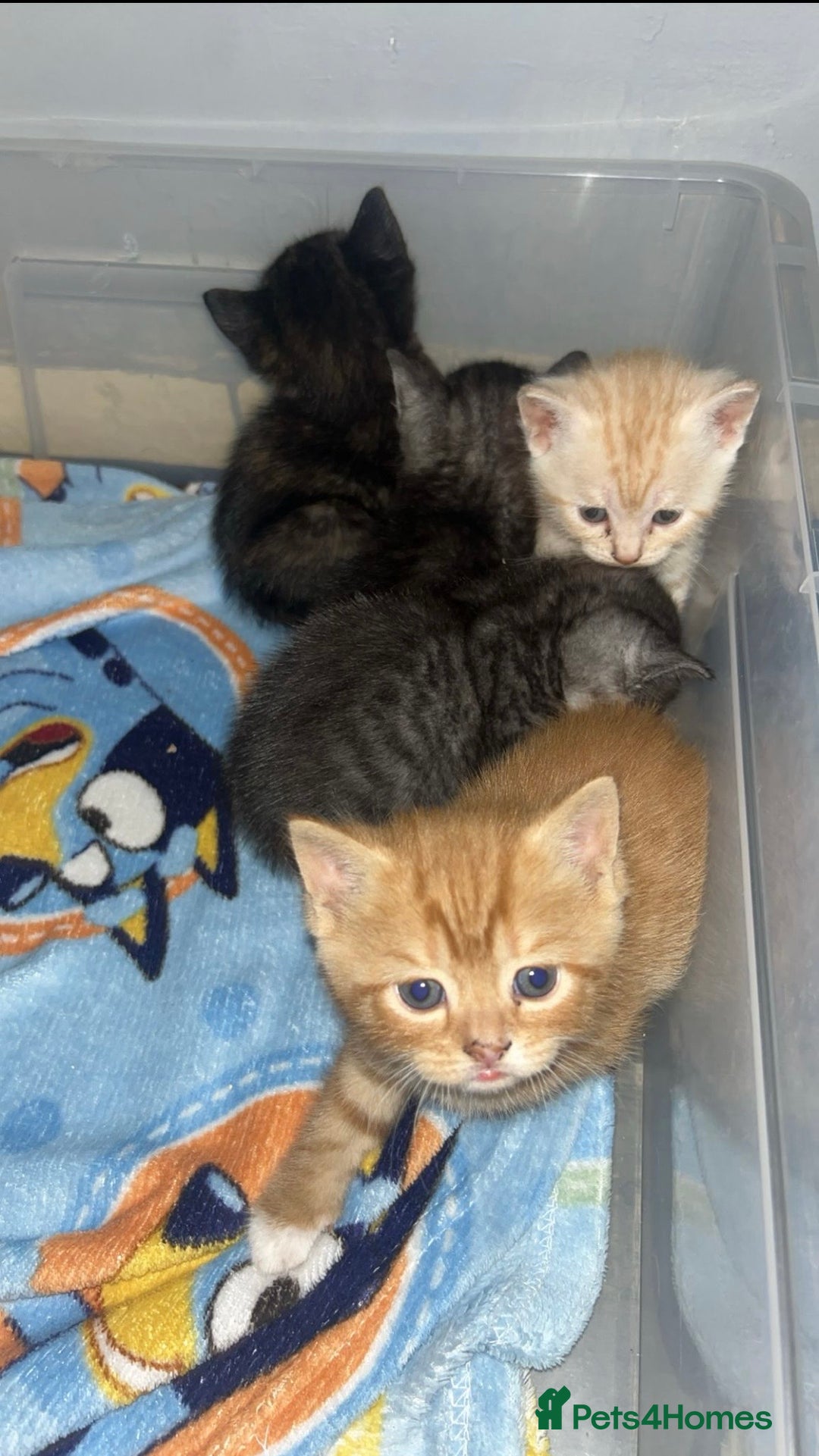 British Shorthair cats for sale: British Shorthair Cross Kittens  - Image 6