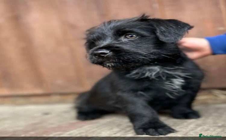 Mixed Breed dogs in Saltburn-by-the-Sea - Advert 7