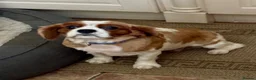Cavalier King Charles Spaniel dogs for sale: Cavalier girl  - Advert 2