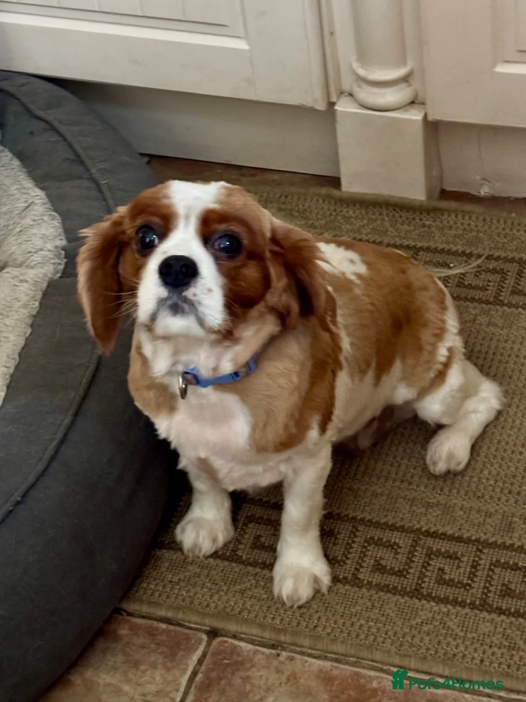 Cavalier King Charles Spaniel dogs for sale: Cavalier girl  - Advert 2