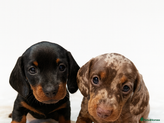 Miniature Dachshund dogs 💕 Collect 24th December 4 KC REG boys left. - Advert 11