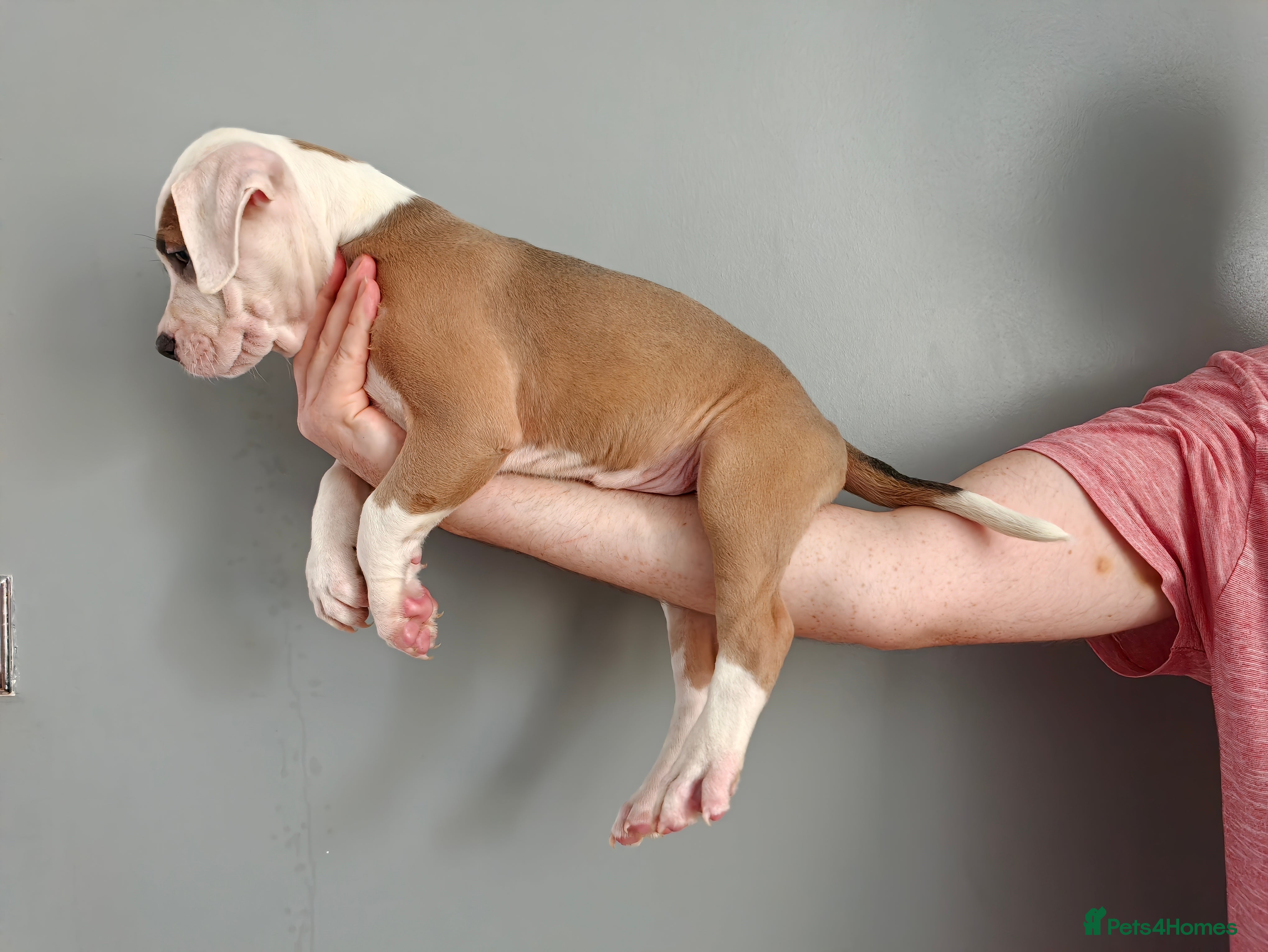 American Bulldog dogs American Bulldog Puppies - Advert 2