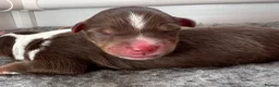 Miniature American Shepherd dogs for sale: Red Tri Miniature American Shepherd Puppies  - Advert 4
