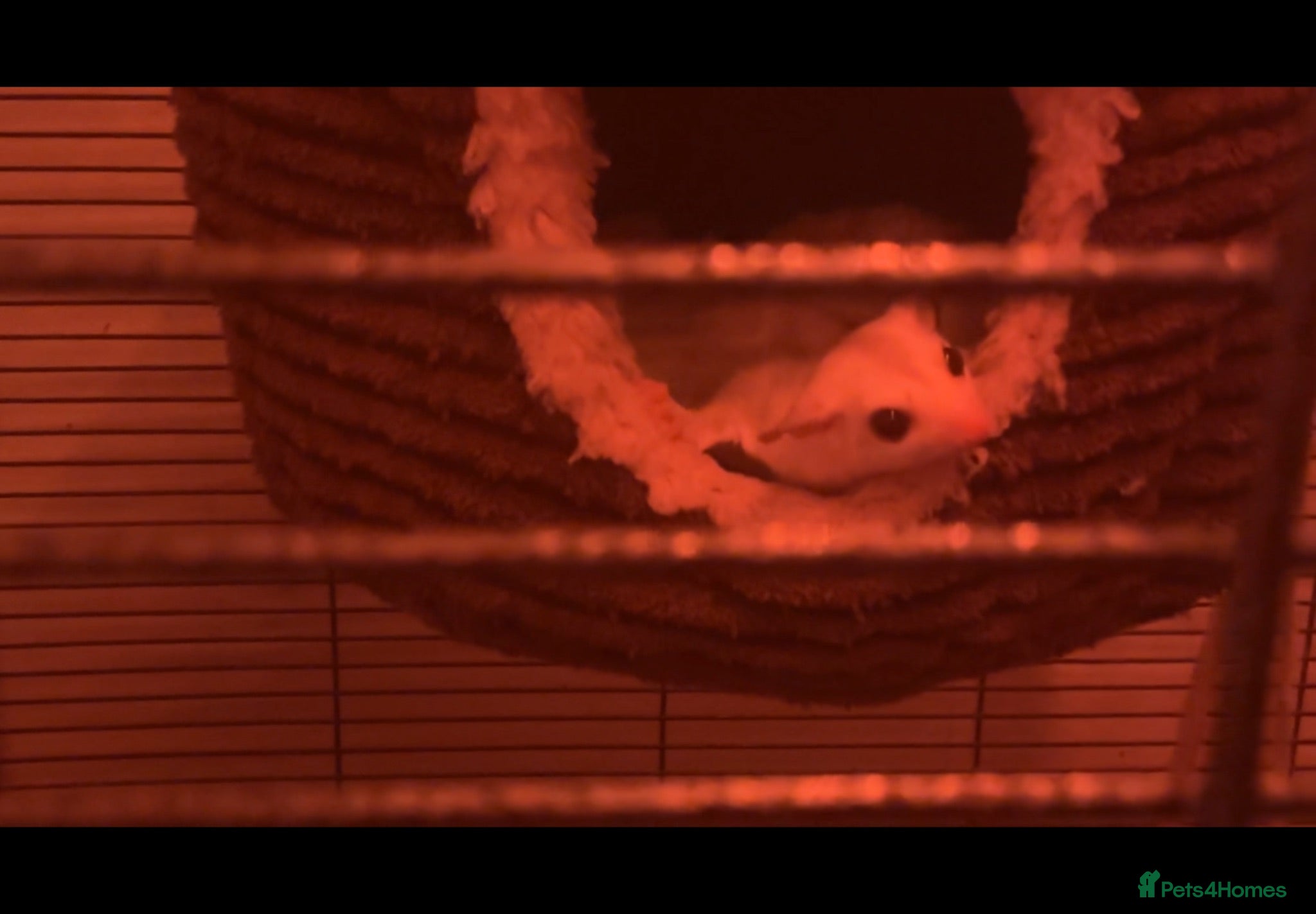 Sugar Glider rodents Various baby and adult sugar gliders  - Advert 2