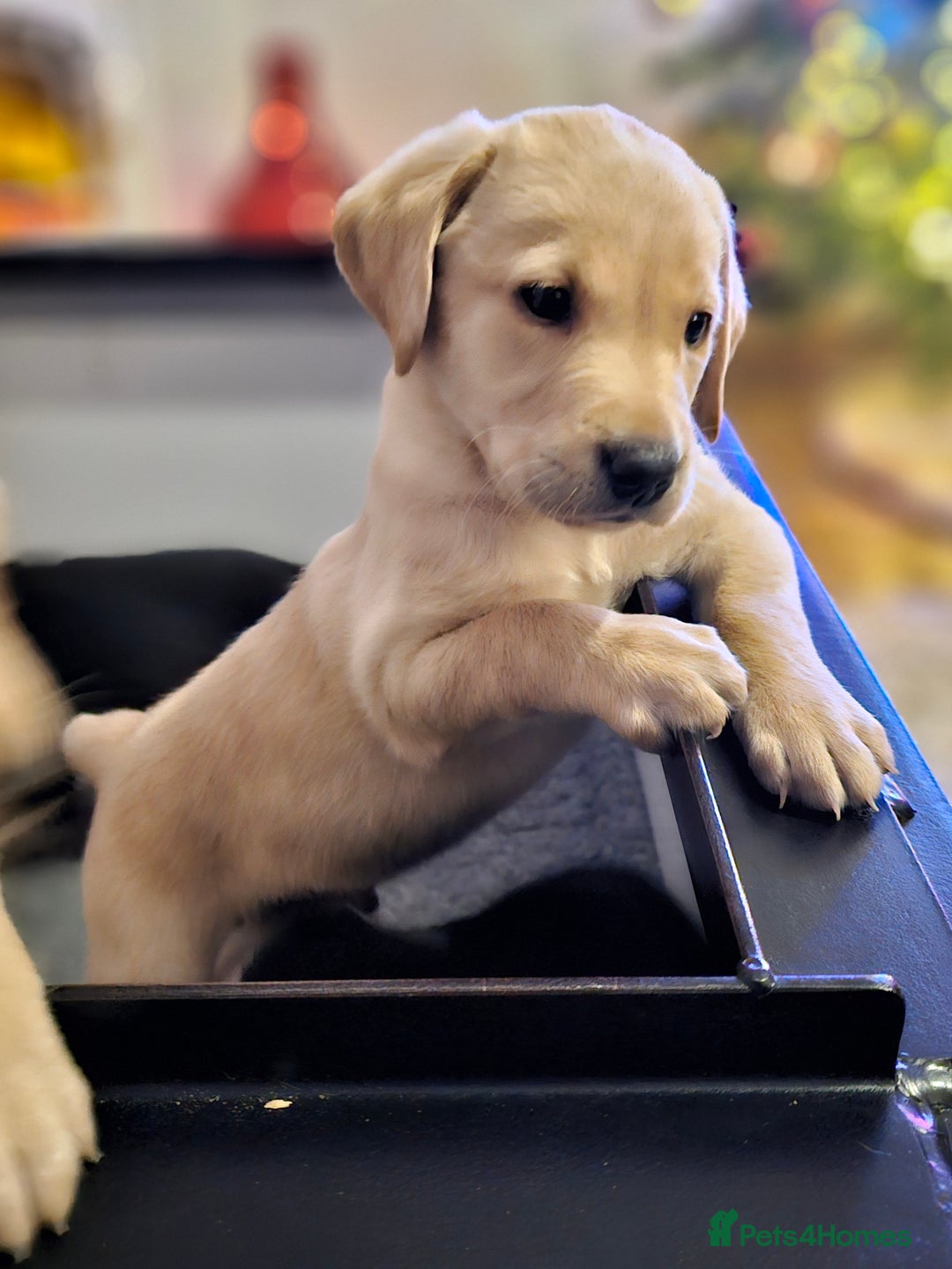 Labrador Retriever dogs for sale: 🐾 Labrador Puppies – Ready Early January 🐾 - Advert 1