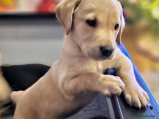 Labrador Retriever dogs 🐾 Labrador Puppies – Ready Early January 🐾 - Advert 1