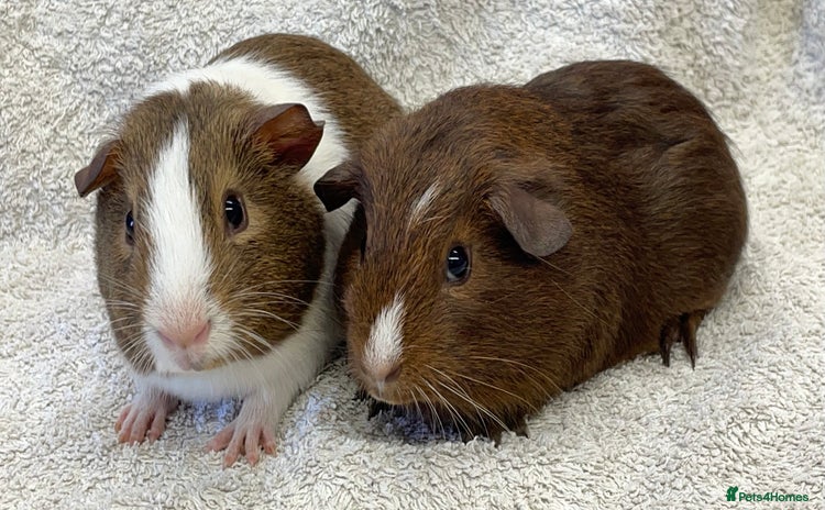 Guinea Pig rodents - Advert 2