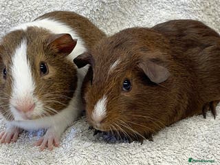 Guinea Pig rodents Guinea Pigs bonded pair ready to go - Advert 15