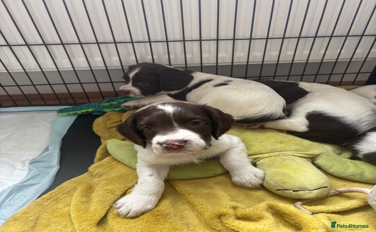 English Springer Spaniel dogs - Advert 6