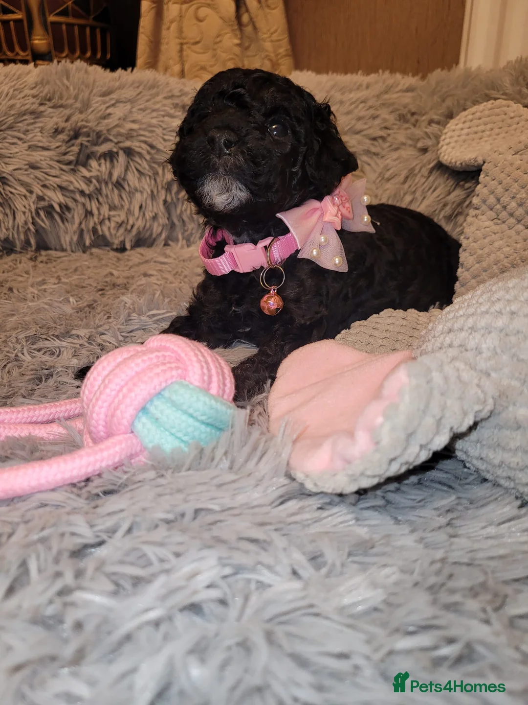 Cockapoo dogs for sale: Cockapoo puppies - Advert 19