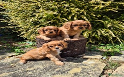 Cavalier King Charles Spaniel dogs for sale: 1 boy left ready to go now 💚 - Image 8