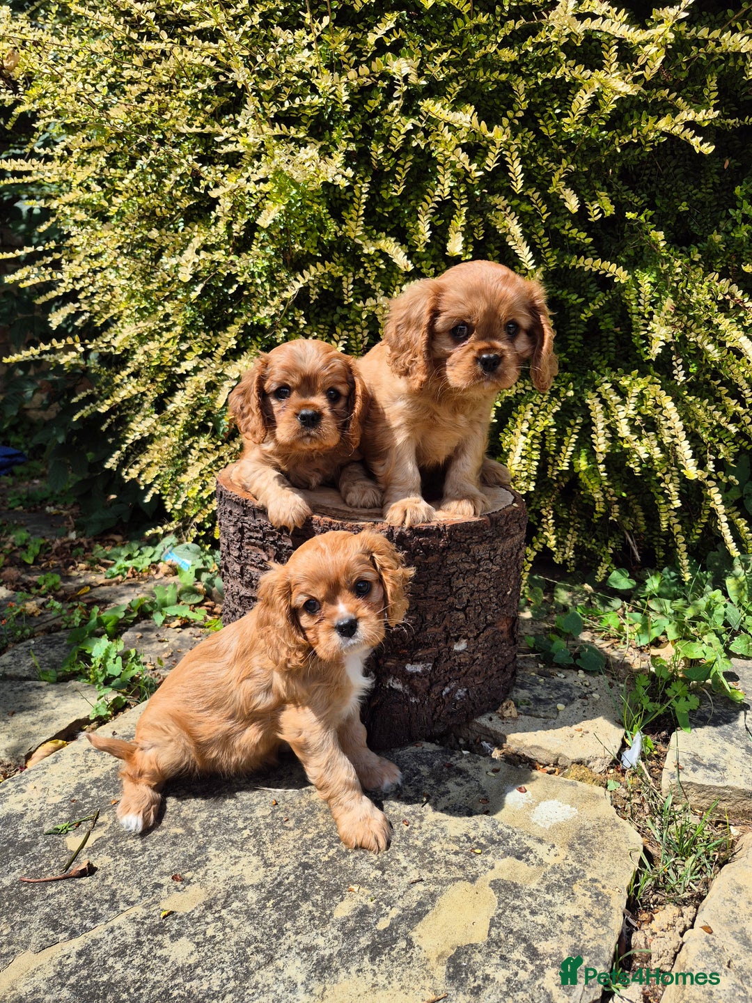 Cavalier King Charles Spaniel dogs for sale: 1 boy left ready to go now 💚 - Image 8