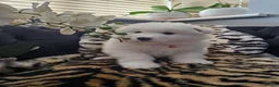 Samoyed dogs for sale: Adorable Samoyed puppies  - Advert 4