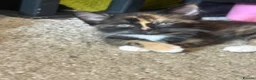 Mixed Breed cats for sale: 4 kittens  in Bristol - Advert 16