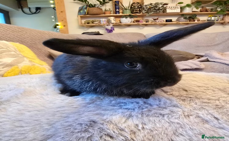 Mixed Breed rabbits - Advert 3