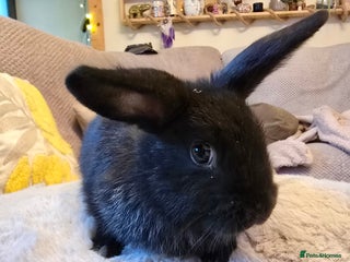 Mixed Breed rabbits - Advert 8