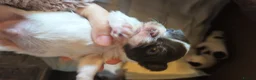 Chihuahua dogs for sale: Full pedigree long coat chihuahua lilac/chocolate - Advert 26