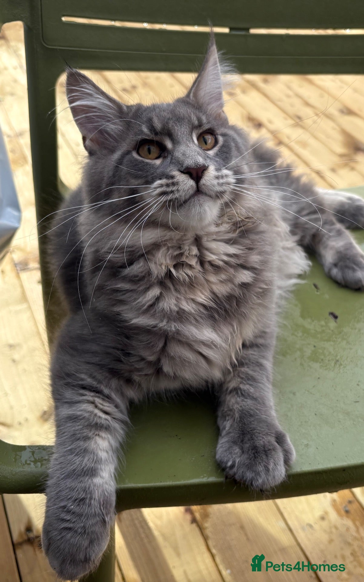 Maine Coon cats Lovely full breed silver tabby Maine Coon kitten  - Advert 1