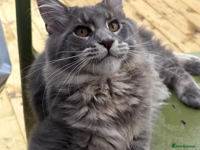 Maine Coon cats Lovely full breed silver tabby Maine Coon kitten - Advert 1