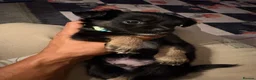 Pomchi dogs for sale: Pompchi puppy  - Advert 6