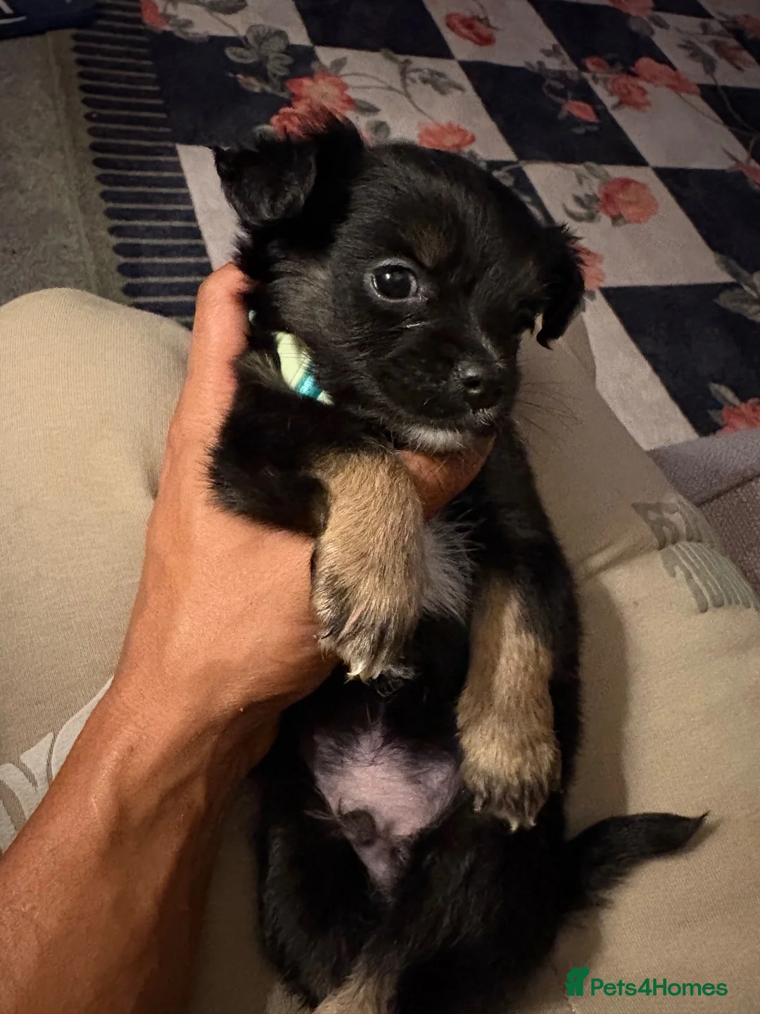Pomchi dogs for sale: Pompchi puppy  - Advert 6