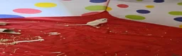Gerbil rodents for sale: 4 x Female gerbils mum and daughters  - Advert 5