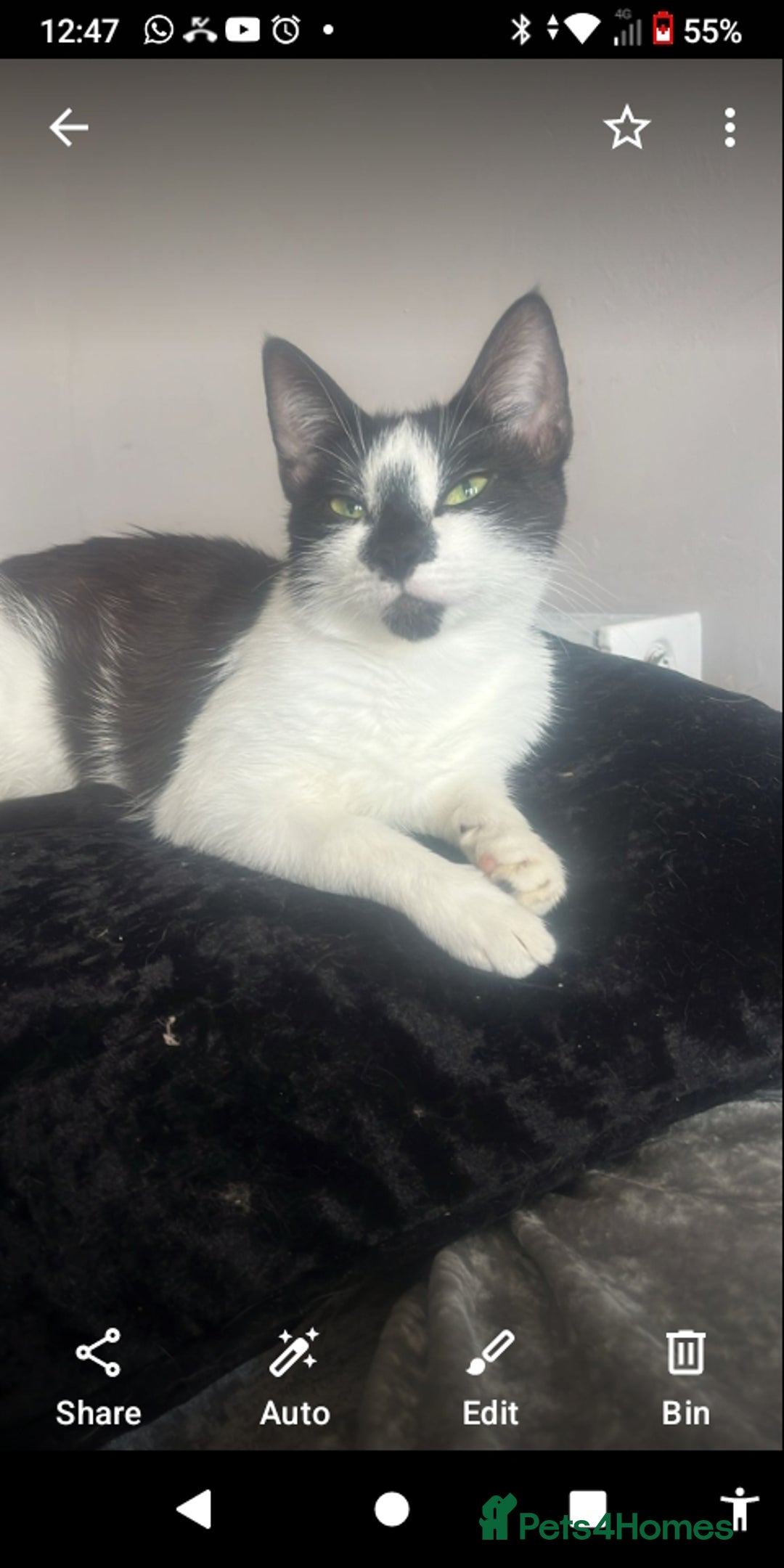 Mixed Breed cats for sale: 6 beautiful kittens - Image 4