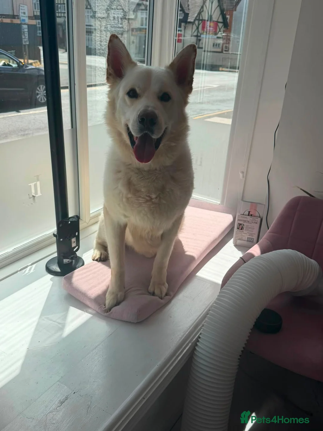 Mixed Breed dogs for adoption: 💙🐶 MOON – FROM A LOST DOG WITH NOWHERE TO GO... - Advert 2