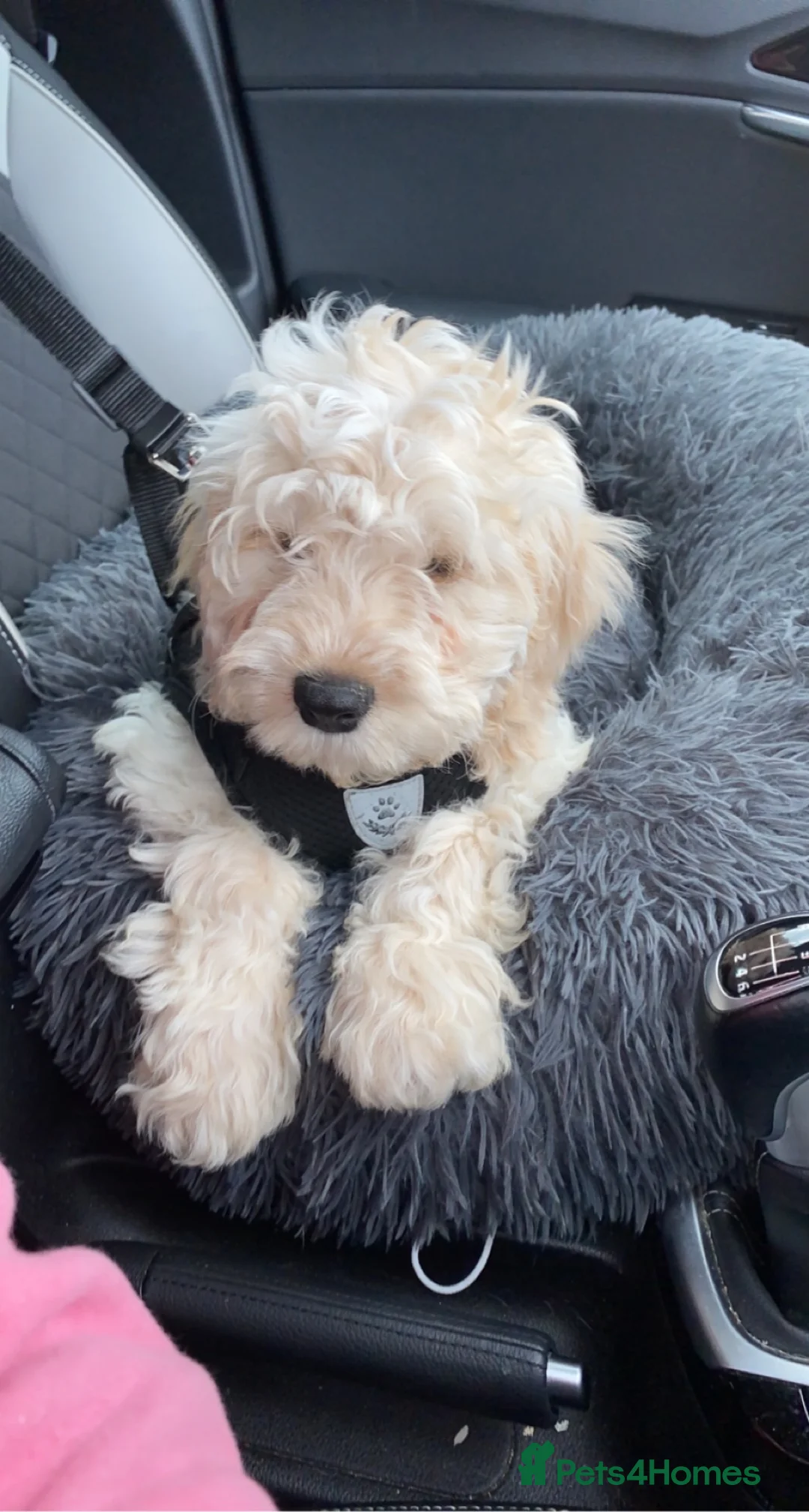 Cockapoo dogs for stud: Buddie F1 cockapoo stud  - Advert 5