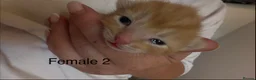 Mixed Breed cats for sale: 2 ginger female kittens - Advert 3