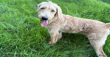 Labradoodle dogs in Aberystwyth - Advert 10