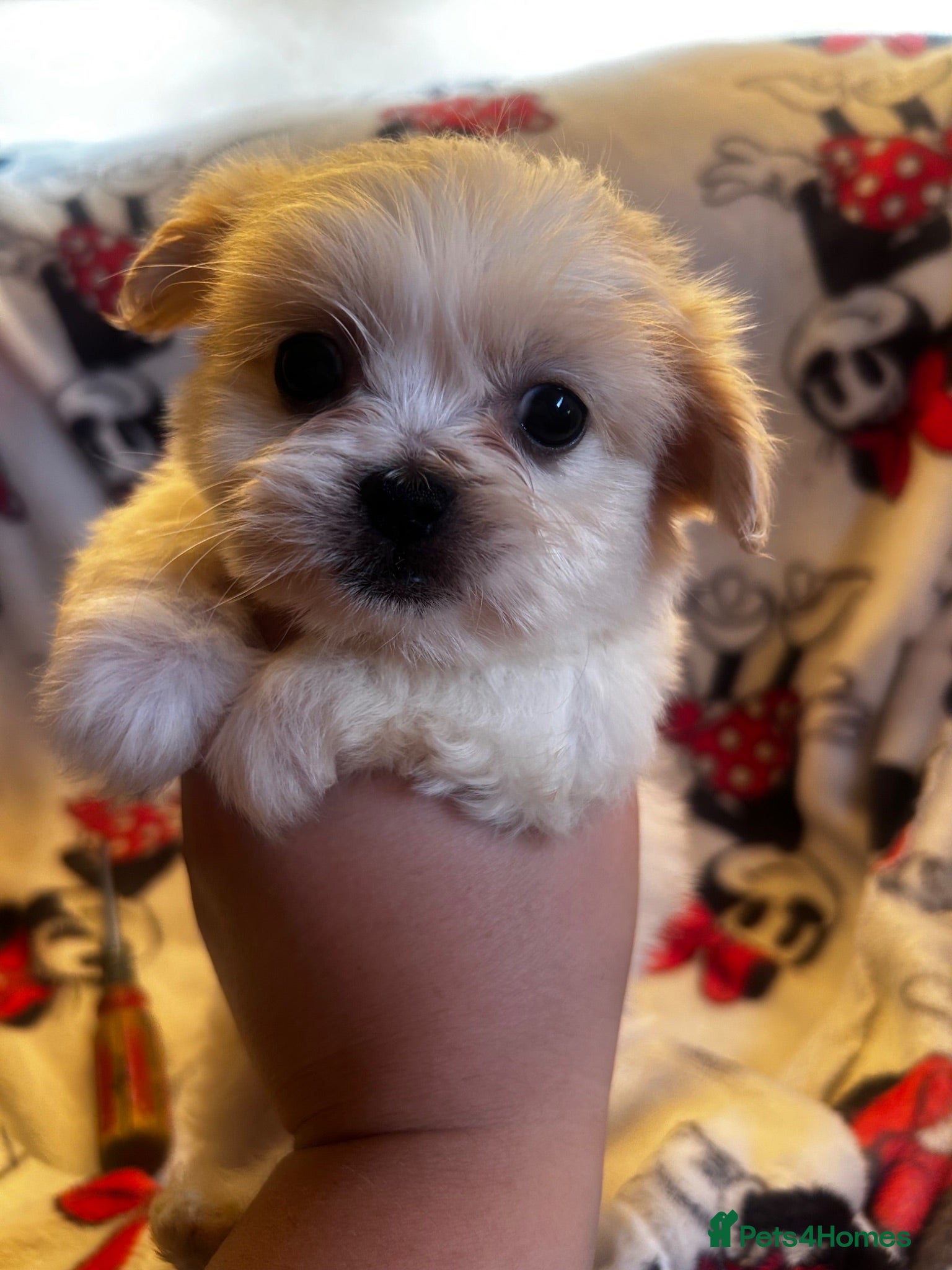 Shih Tzu dogs Imperial Shih Tzu puppies - Advert 10
