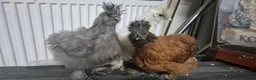 Chickens poultry for sale: 3 Pure‑bred Silkie Bantam Chickens|Collection only - Advert 4
