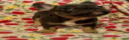 French Bulldog dogs for sale:  Open to offers Beautiful French Bulldog  - Advert 6