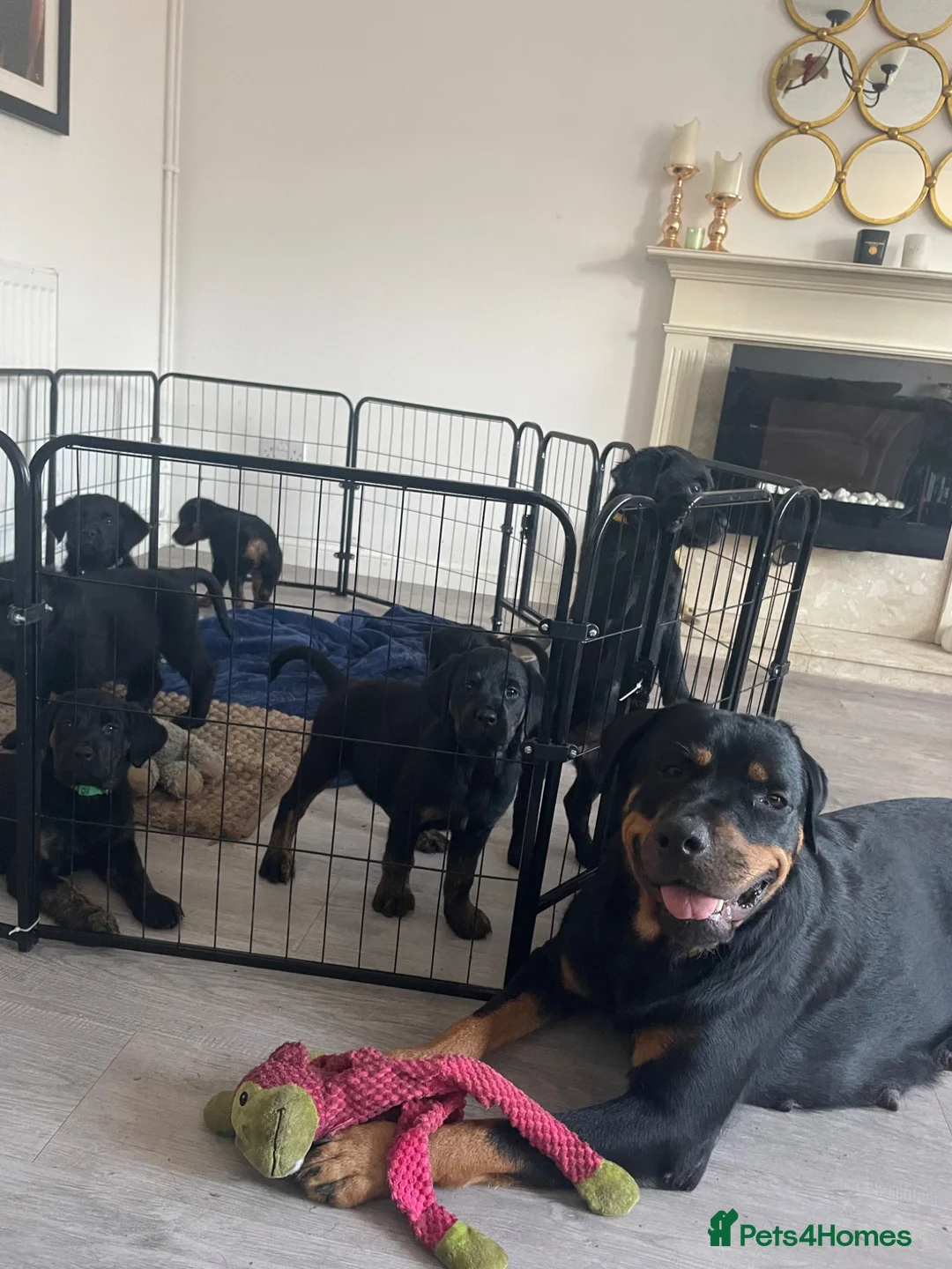 Mixed Breed dogs for sale: Rottweiler/ Retriver mix  - Advert 14