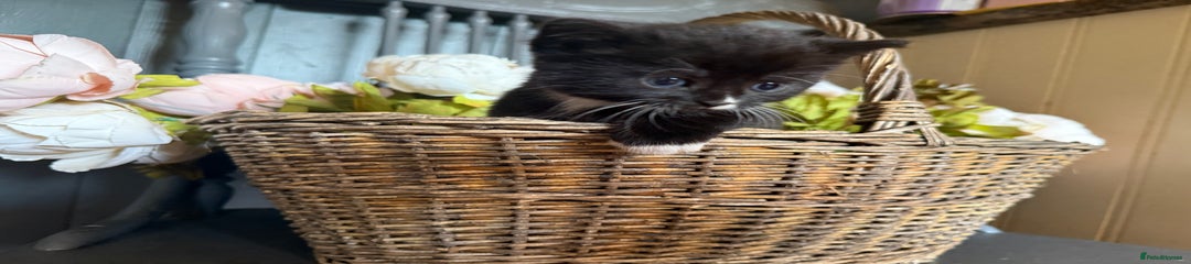 Mixed Breed Kitten 3