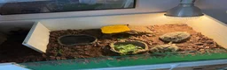 Hermann Tortoise reptiles for sale: 2 herman tortoises and setup - Advert 4
