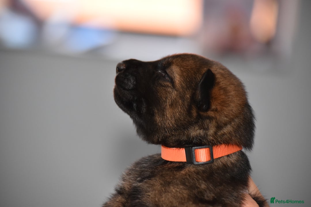 Mixed Breed dogs for sale: GSD × Dutch Herder – Top European Working Lines - Advert 18