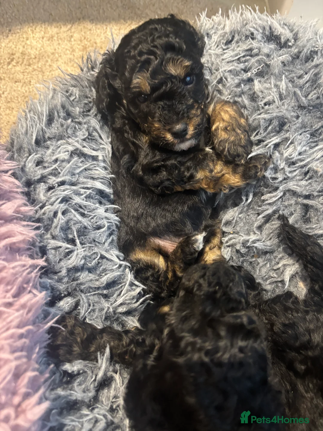 Toy Poodle dogs for sale: Toy poodle poodles  - Advert 2