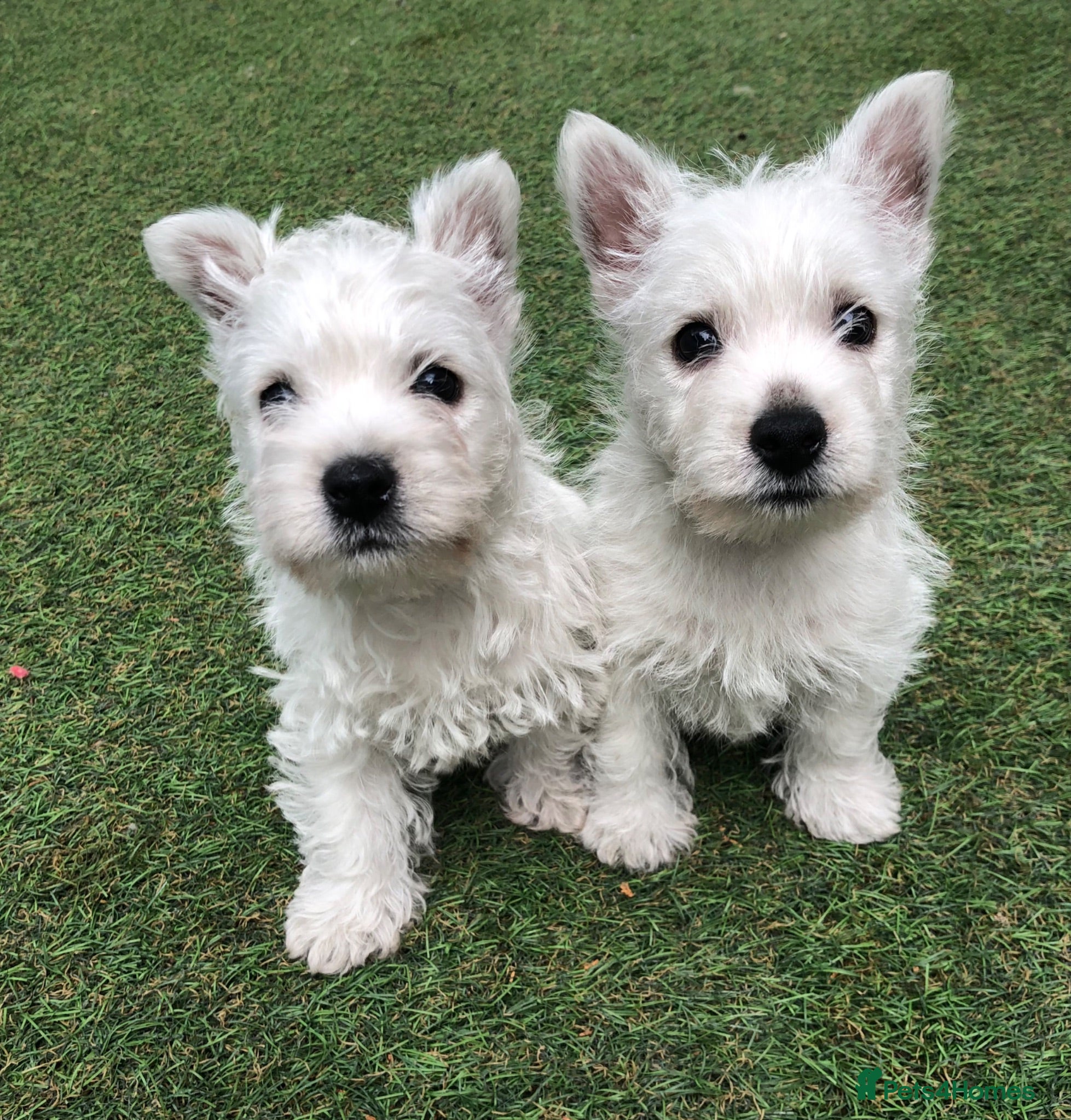 West Highland Terrier dogs West highland terrier puppies girls ready now - Advert 1
