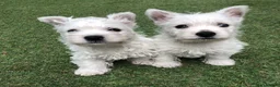 West Highland Terrier dogs for sale: West highland terrier puppies girls ready now - Advert 1