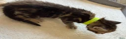 Bengal cats for sale: 🐾 Beautiful Bengal x Maine Coon Kittens 🐾 - Advert 31